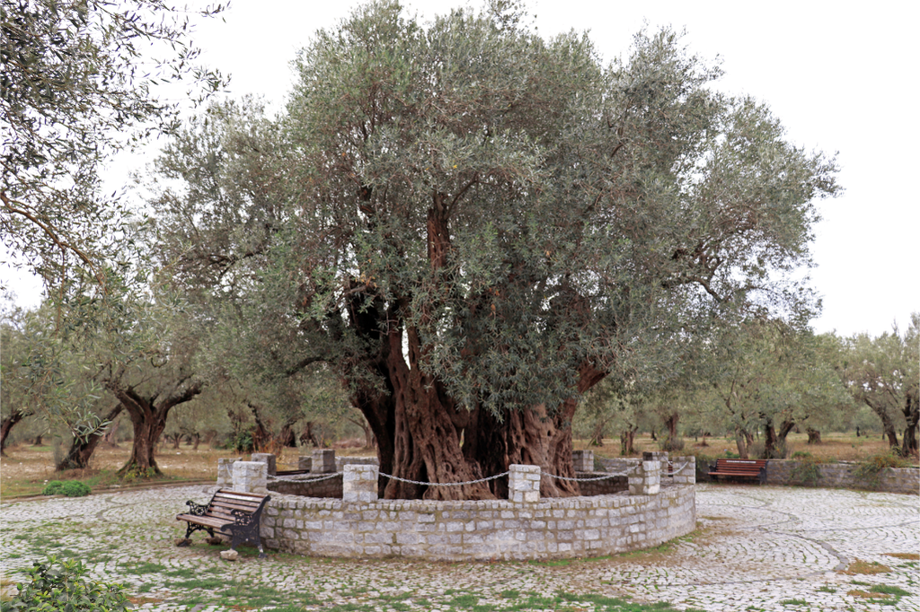  Anıt Zeytin Ağacı