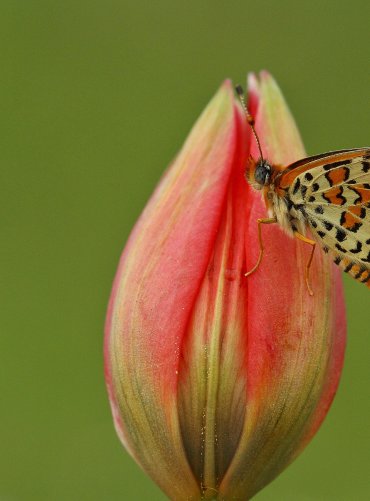 Manisa Lalesi(Anemon)